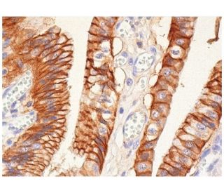 CAS4 Antibody (H-3) - Immunohistochemistry - Image 284893 