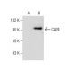 CAS4 Antibody (H-3) - Western Blotting - Image 164107 