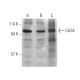 CAS4 Antibody (H-3) - Western Blotting - Image 360102