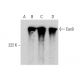 Cas9 Antibody (7A9-3A3) - Western Blotting - Image 384064 