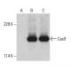 Cas9 Antibody (7A9-3A3) - Western Blotting - Image 395718