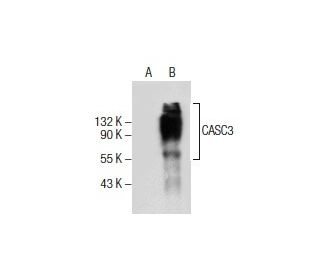 CASC3 Antibody (G-10) - Western Blotting - Image 154530