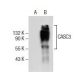 CASC3 Antibody (G-10) - Western Blotting - Image 154530