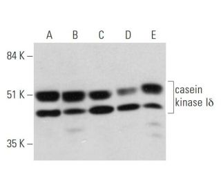 casein kinase Iδ Antibody (C-4) - Western Blotting - Image 333573
