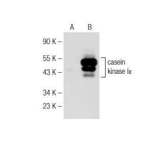 casein kinase Iε Antibody (A-6) - Western Blotting - Image 148715
