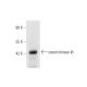 casein kinase Iδ Antibody (E-10) - Western Blotting - Image 14531 
