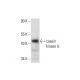 casein kinase Iε Antibody (D-7) - Western Blotting - Image 143369