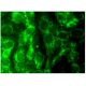 immunofluorescence image from recommended casein kinase Iε (A-2) monoclonal antibody replacement. Image 297231