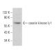 casein kinase Iγ1 Antibody (A-6) - Western Blotting - Image 382040