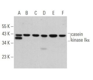 casein kinase IIα Antibody (F-10) - Western Blotting - Image 361028