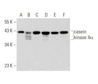 casein kinase IIα Antibody (F-10) - Western Blotting - Image 320220