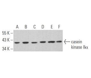 casein kinase IIα Antibody (E-2) - Western Blotting - Image 361027