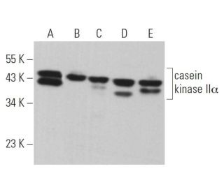 western blotting image from recommended casein kinase IIα (E-7) monoclonal antibody replacement. Image 361029