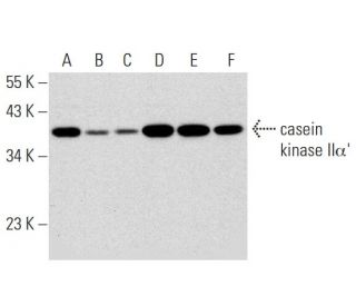 western blotting image from recommended casein kinase II&alpha;' (D-7) monoclonal antibody replacement. Image 320218
