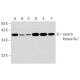 western blotting image from recommended casein kinase IIα' (D-7) monoclonal antibody replacement. Image 320218