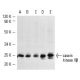 western blotting image from recommended casein kinase IIβ (6D5) monoclonal antibody replacement. Image 2182