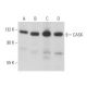 western blotting image from recommended CASK (C-6) monoclonal antibody replacement. Image 357229