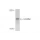 CASKIN2 Antibody (E-10) - Western Blotting - Image 300171 