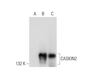 CASKIN2 Antibody (H-7) - Western Blotting - Image 298618 