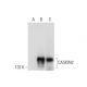 CASKIN2 Antibody (H-7) - Western Blotting - Image 298618 