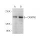 CASKIN2 Antibody (H-7) - Western Blotting - Image 375564