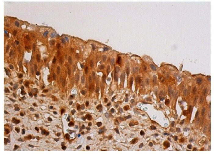 caspase 1 Antibody D 3 SCBT Santa Cruz Biotechnology