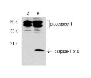 western blotting image from recommended caspase-1 (14F468) monoclonal antibody replacement. Image 145055