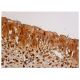 immunohistochemistry image from recommended caspase-1 (D-3) monoclonal antibody replacement. Image 348061