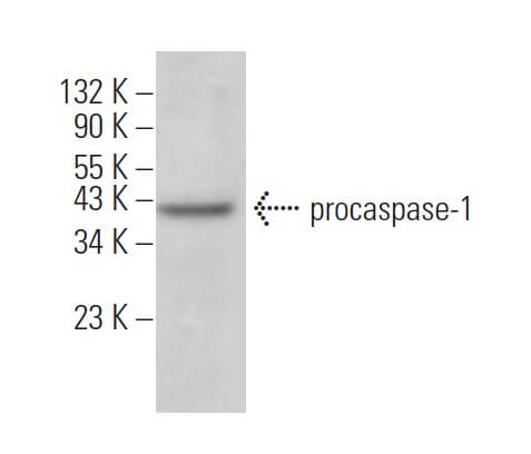 caspase-1 p20 Antibody (D-4) | SCBT - Santa Cruz Biotechnology