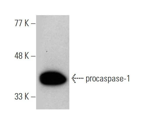 caspase 1 p20 Antibody D 4 SCBT Santa Cruz Biotechnology