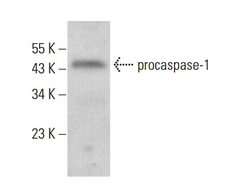 caspase 1 p20 Antibody D 4 SCBT Santa Cruz Biotechnology