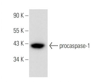 western blotting image from recommended caspase-1 p20 (D-4) monoclonal antibody replacement. Image 308131