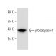 western blotting image from recommended caspase-1 p20 (D-4) monoclonal antibody replacement. Image 308131
