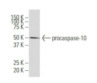 caspase-10 Antibody (WW-H4) - Western Blotting - Image 64889The Double Nickase Plasmid features a U6 promoter for sgRNA expression, a 20 nt targeting sequence, and a gRNA scaffold to guide Cas9n. It includes a CBh promoter for Cas9n (D10A) and puromycin resistance, GFP for transfection verification, and nuclear localization signals (NLS). The 2A peptide allows co-expression of Cas9n and Puro from a single promoter, enabling precise genome editing with reduced off-target effects.