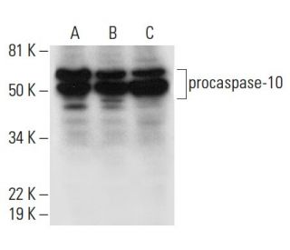caspase-10 p10 Antibody (E-11) - Western Blotting - Image 300132 