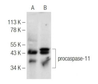 western blotting image from recommended caspase-11 p20 (A-2) monoclonal antibody replacement. Image 153673