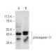 western blotting image from recommended caspase-11 p20 (A-2) monoclonal antibody replacement. Image 153673