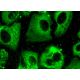 caspase-12 Antibody (H-6) - Immunofluorescence - Image 370981 