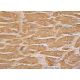 caspase-12 Antibody (H-6) - Immunohistochemistry - Image 369118