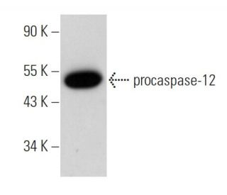 caspase-12 Antibody (H-6) - Western Blotting - Image 344128 