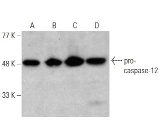 western blotting image from recommended caspase-12 (1611) monoclonal antibody replacement. Image 372278