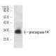 caspase-14 Antibody (C-12) - Western Blotting - Image 12714 