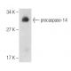 caspase-14 Antibody (C-12) - Western Blotting - Image 283550 