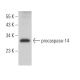caspase-14 Antibody (C-12) - Western Blotting - Image 363972