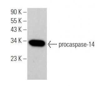 caspase-14 Antibody (D-10) - Western Blotting - Image 357973 