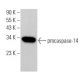 western blotting image from recommended caspase-14 (D-10) monoclonal antibody replacement. Image 357973