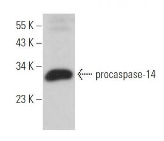caspase-14 Antibody (D-10) - Western Blotting - Image 363971