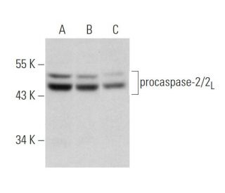 western blotting image from recommended caspase-2 (F-2) monoclonal antibody replacement. Image 320268