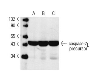 western blotting image from recommended caspase-2L (F-7) monoclonal antibody replacement. Image 198