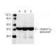 western blotting image from recommended caspase-2L (F-7) monoclonal antibody replacement. Image 198